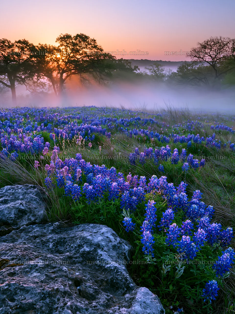 Bluebonnet meadow sunrise with mist and trees – meadow photos 6866x9174