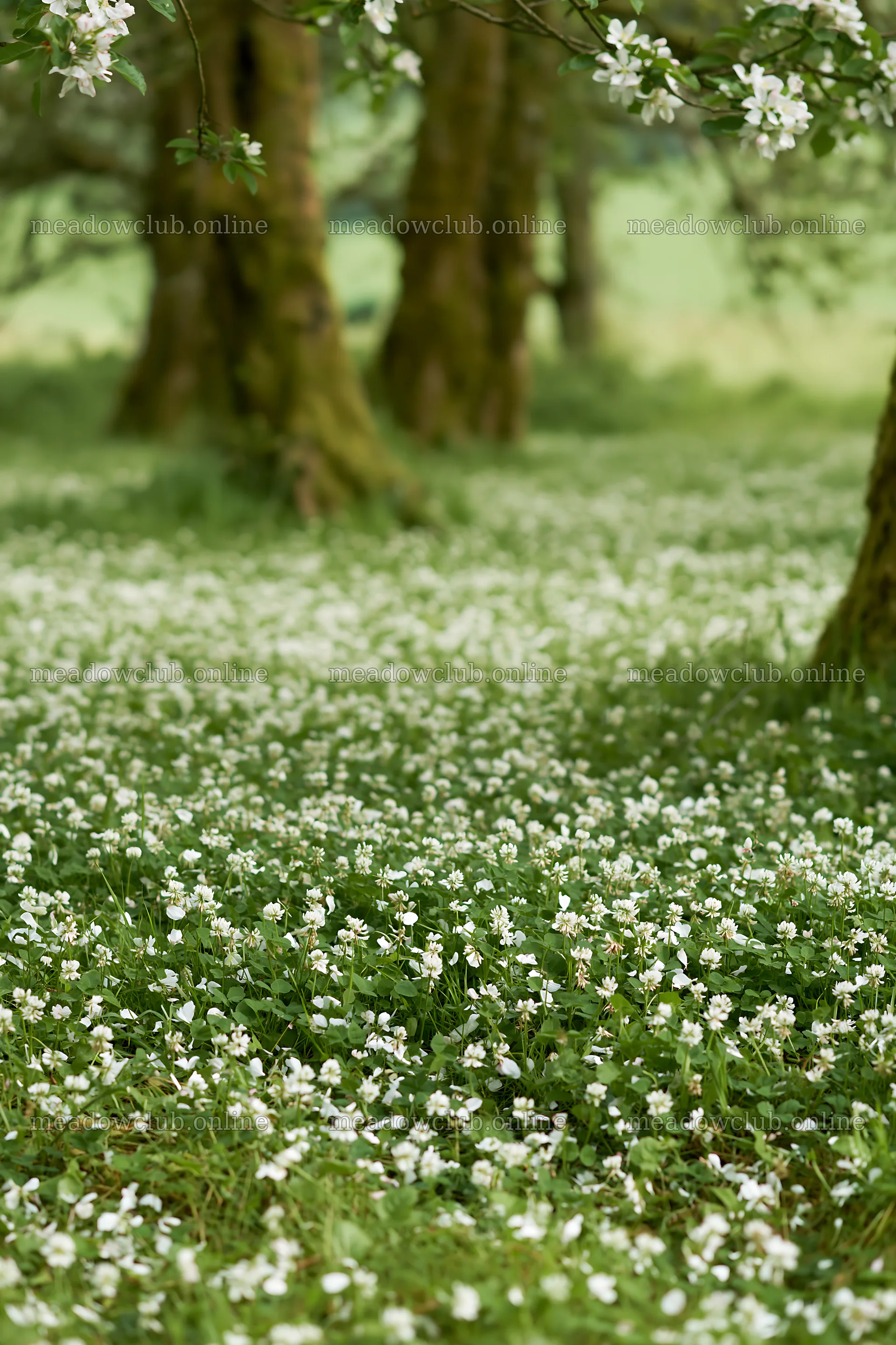 Clover and white flowers in an apple meadow landscape – meadow photos 6480x9722