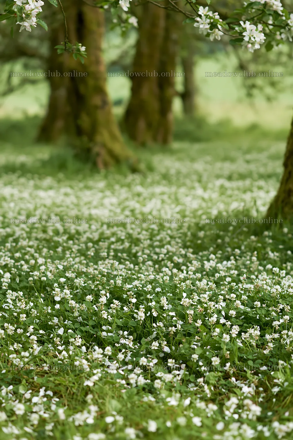 Clover and white flowers in an apple meadow landscape – meadow photos 6480x9722