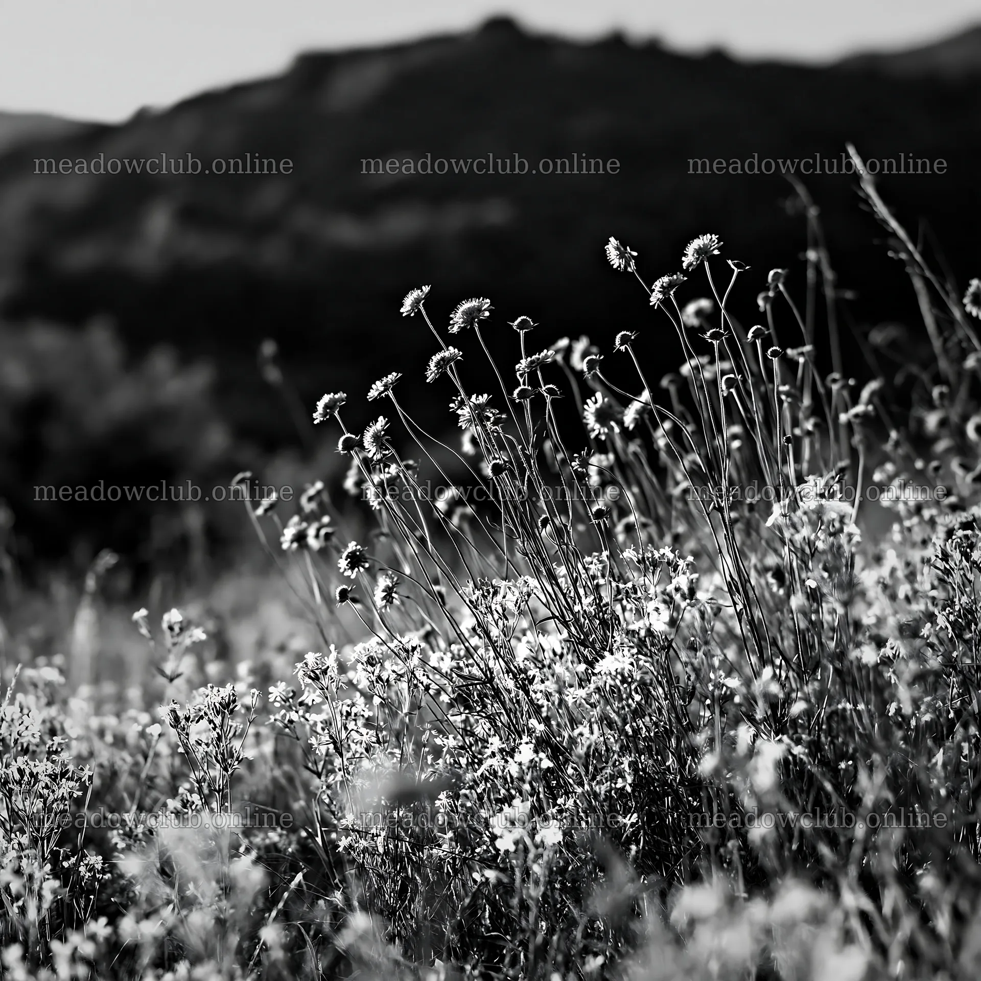 Summer hay meadows in Transylvania with wildflowers – meadow photos 7938x7938