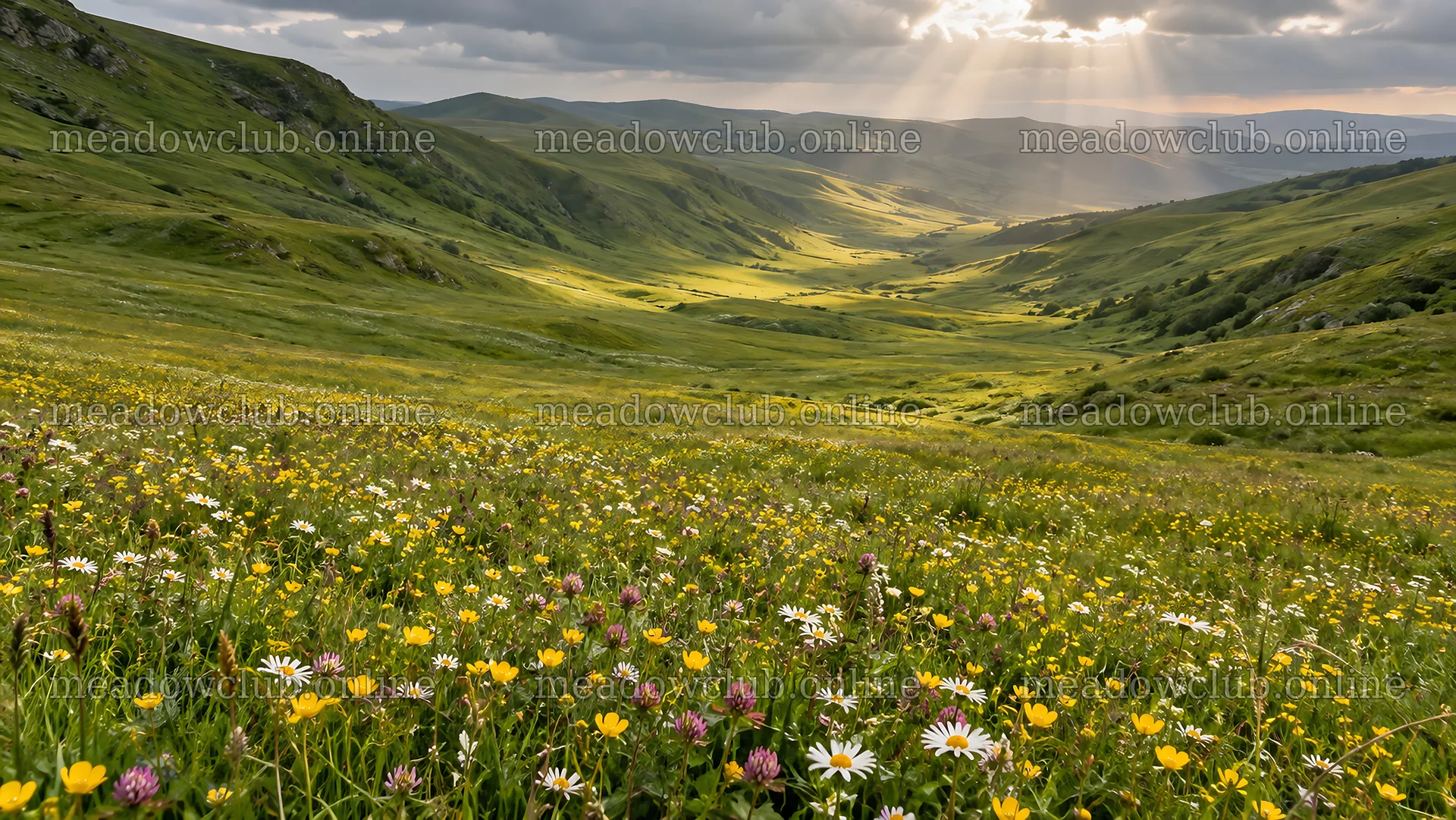 Wildflower Meadow Across Sunlit Hills – meadow photos 10324x5812