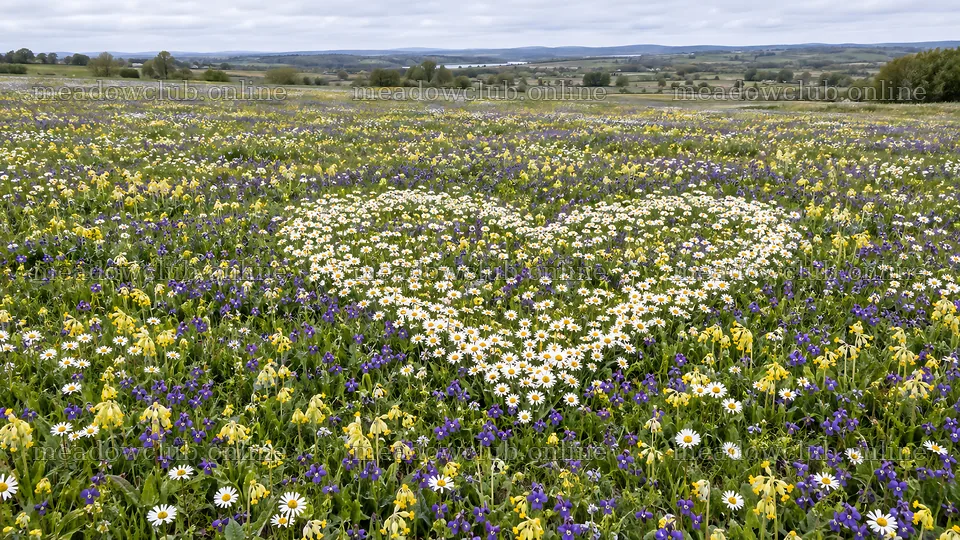 Wildflower Meadow of Daisies and Purple Blooms – meadow photos 10324x5812
