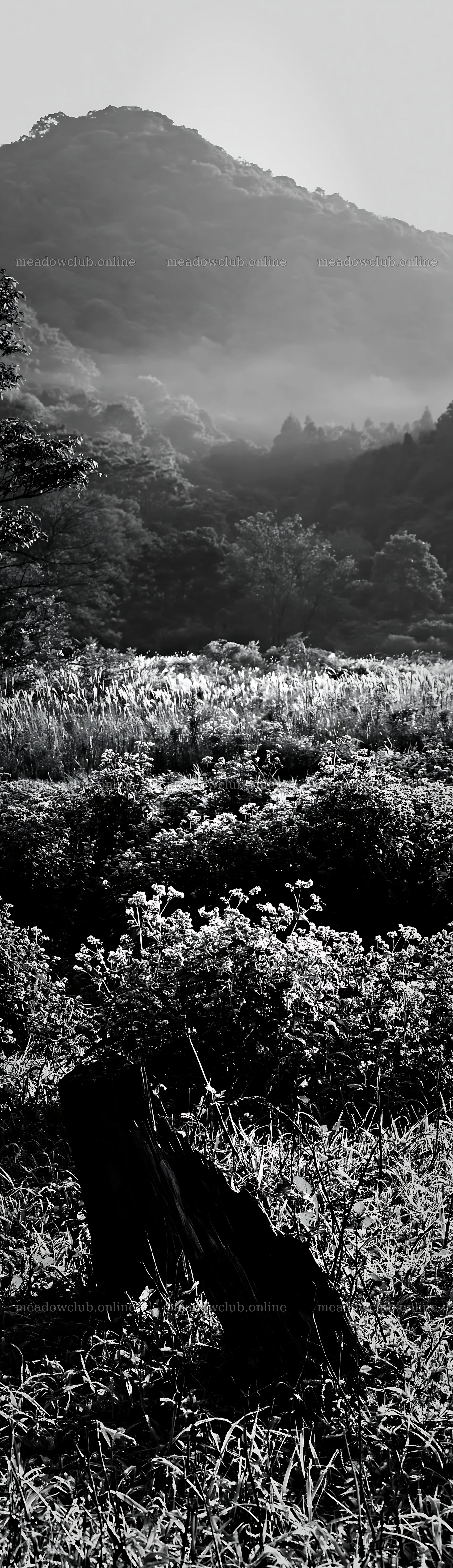 Wakayama autumn meadow weathered wood foreground – meadow photos 4268x14762