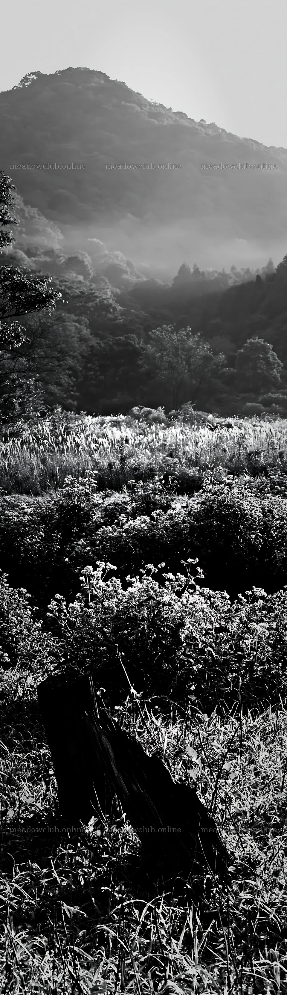 Wakayama autumn meadow weathered wood foreground – meadow photos 4268x14762