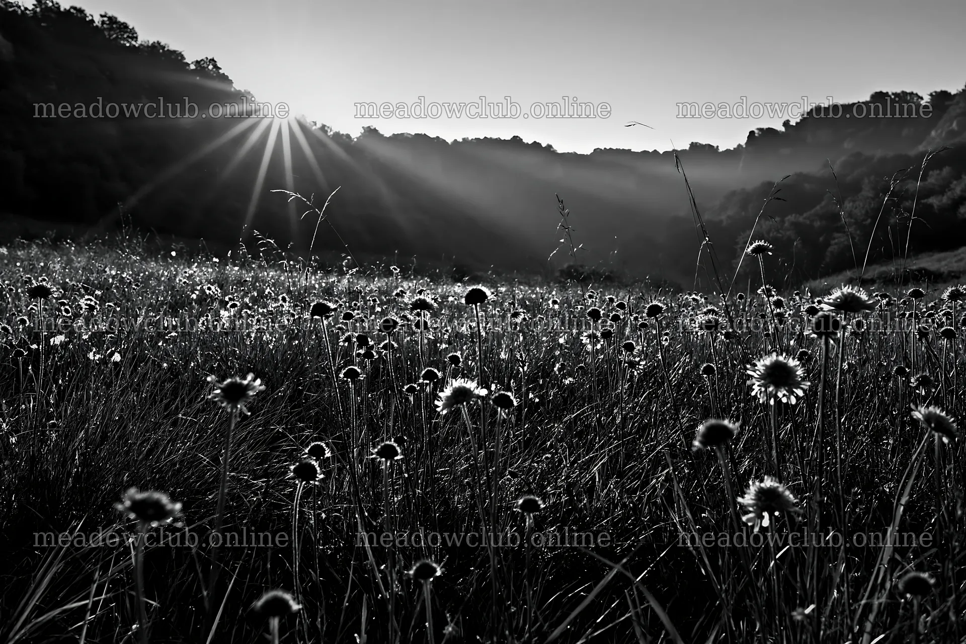 Sunny chalk slope meadow with flowers and sunlight – meadow photos 9722x6480