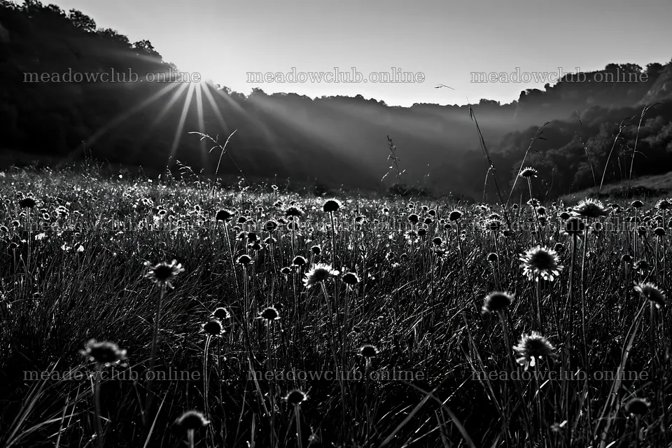 Sunny chalk slope meadow with flowers and sunlight – meadow photos 9722x6480