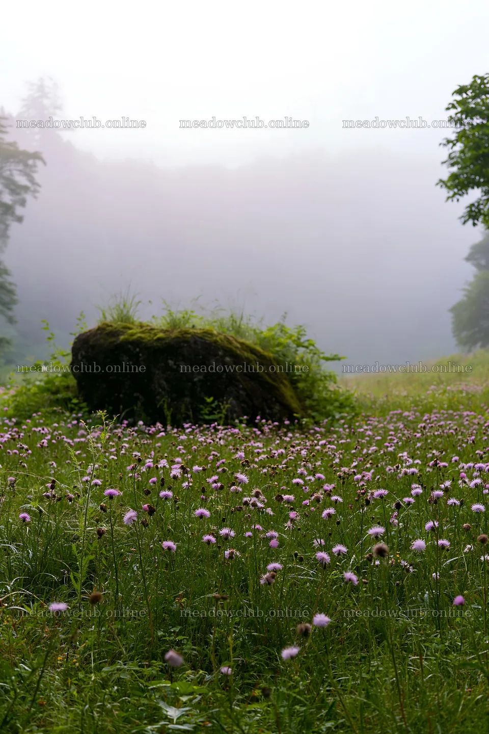 Misty meadow with moss covered stone in Shimane – meadow photos 6480x9722