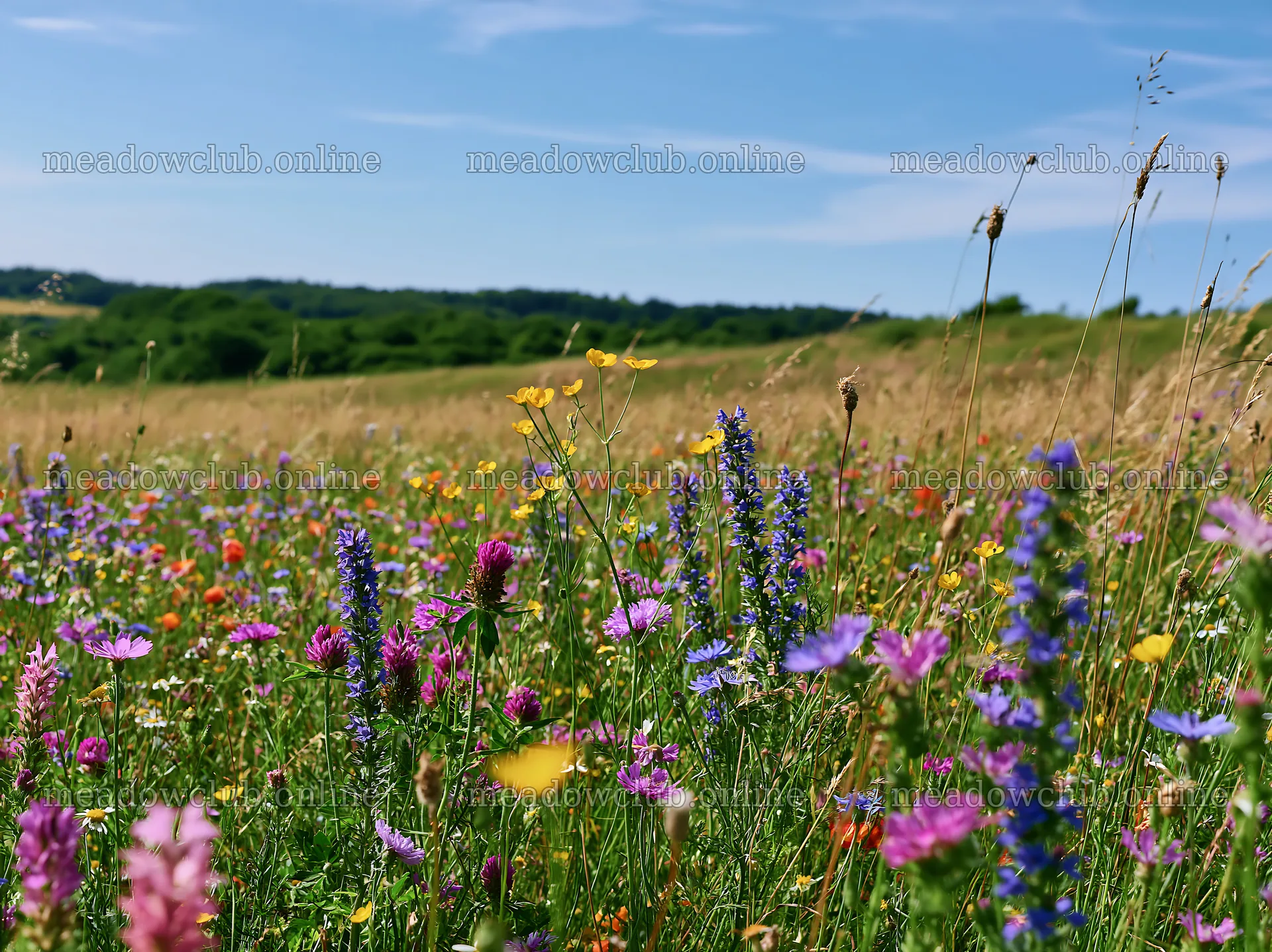 Colorful meadow with wildflowers in summer – meadow photos 9174x6866