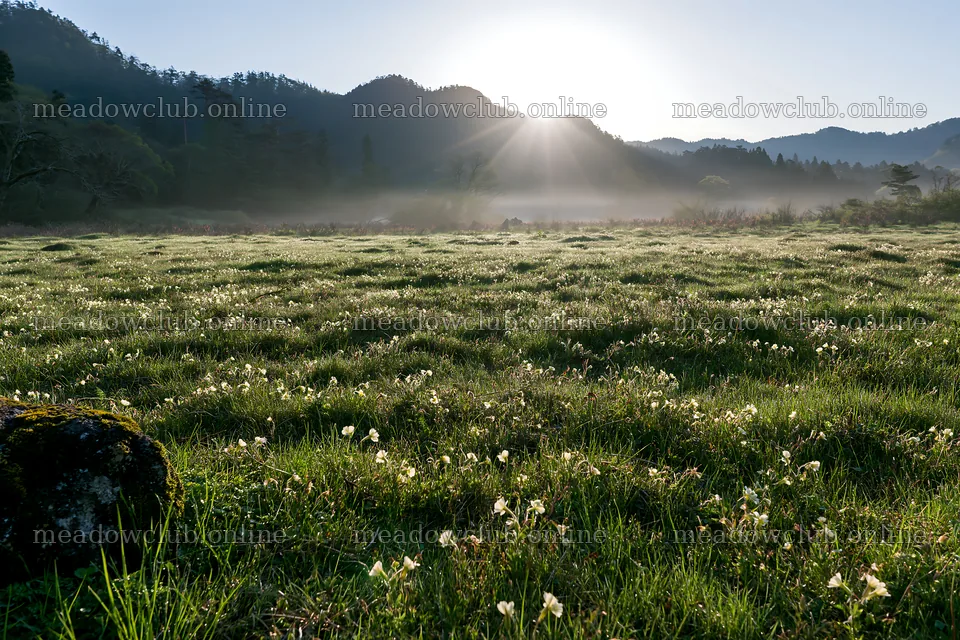 Miyagi spring recovery meadow with mossy stones in sunlight – meadow photos 9722x6480
