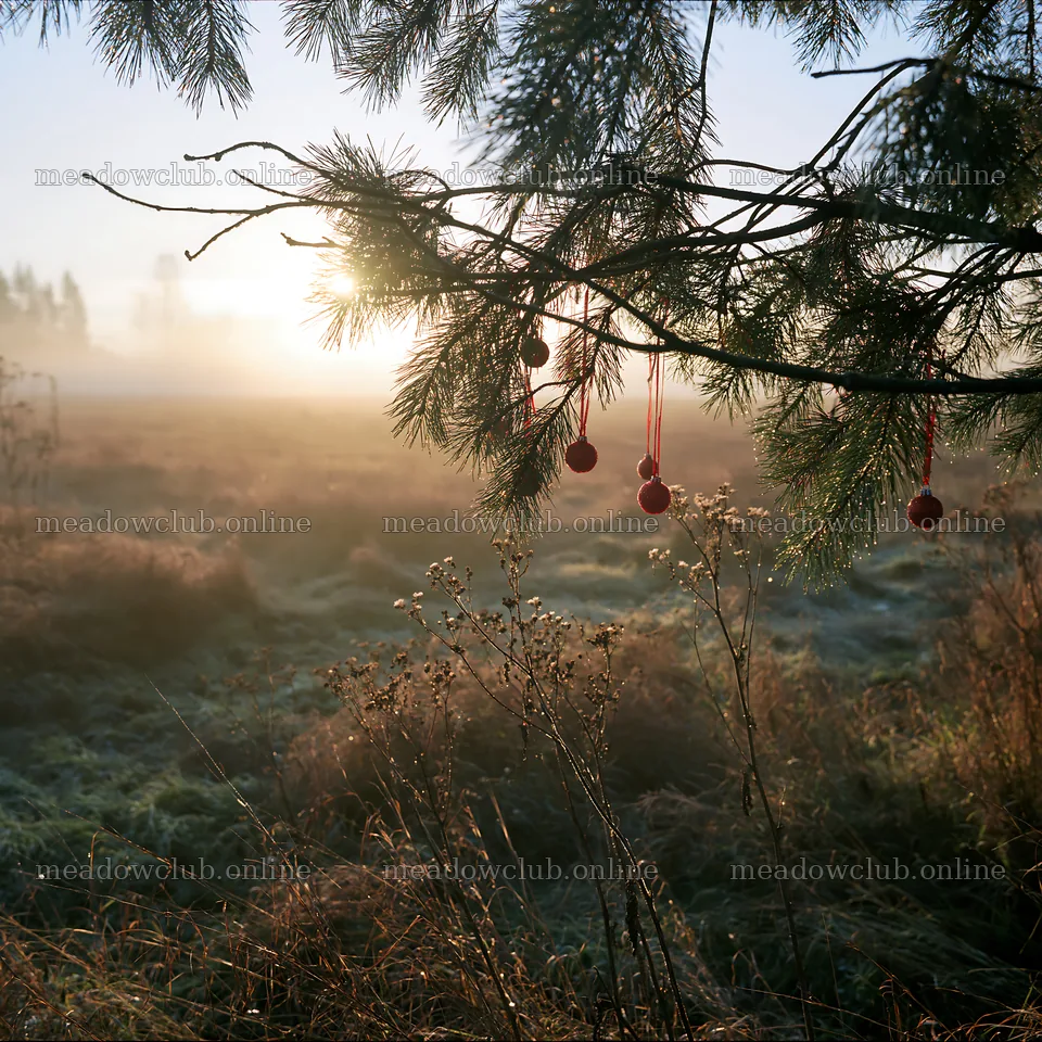 Expansive meadow with Christmas baubles at sunrise in autumn – meadow photos 7938x7938