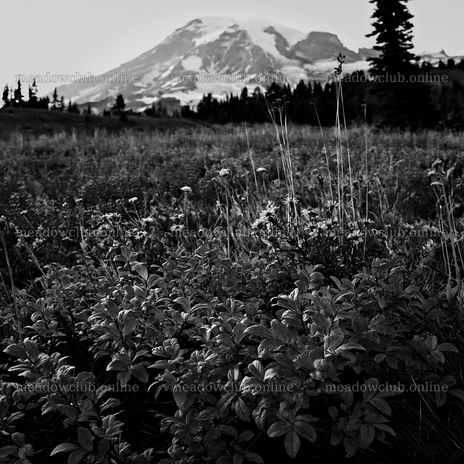 Mount Rainier wildflower meadow at sunrise – meadow photos 7938x7938