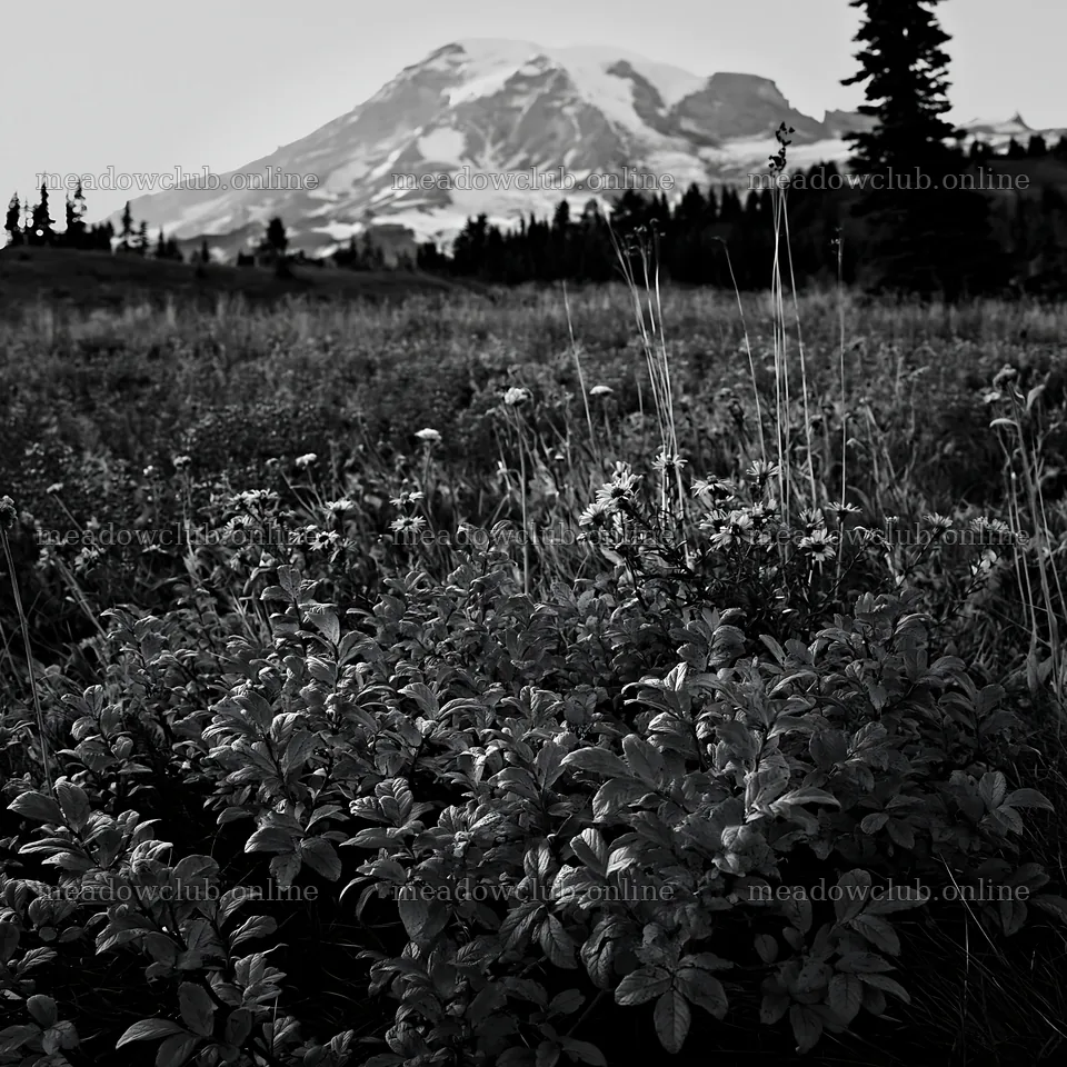 Mount Rainier wildflower meadow at sunrise – meadow photos 7938x7938