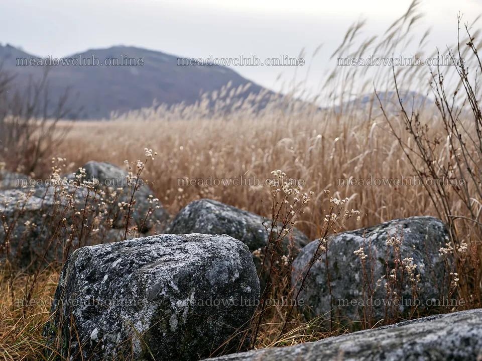 Rewilded Akita silver grass meadow stones – meadow photos 9174x6866