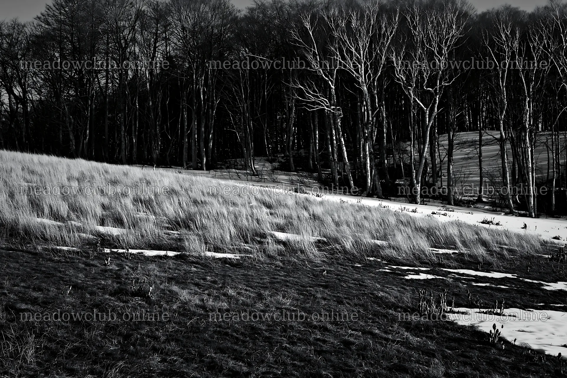 Akita snowmelt meadow with silver grasses and bare trees – meadow photos 9722x6480