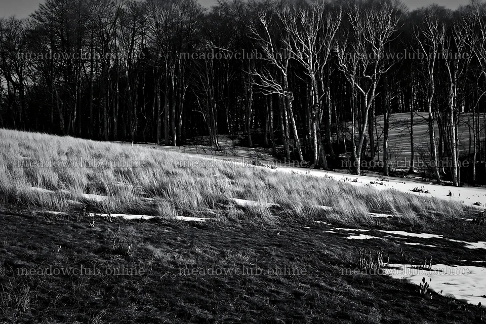 Akita snowmelt meadow with silver grasses and bare trees – meadow photos 9722x6480