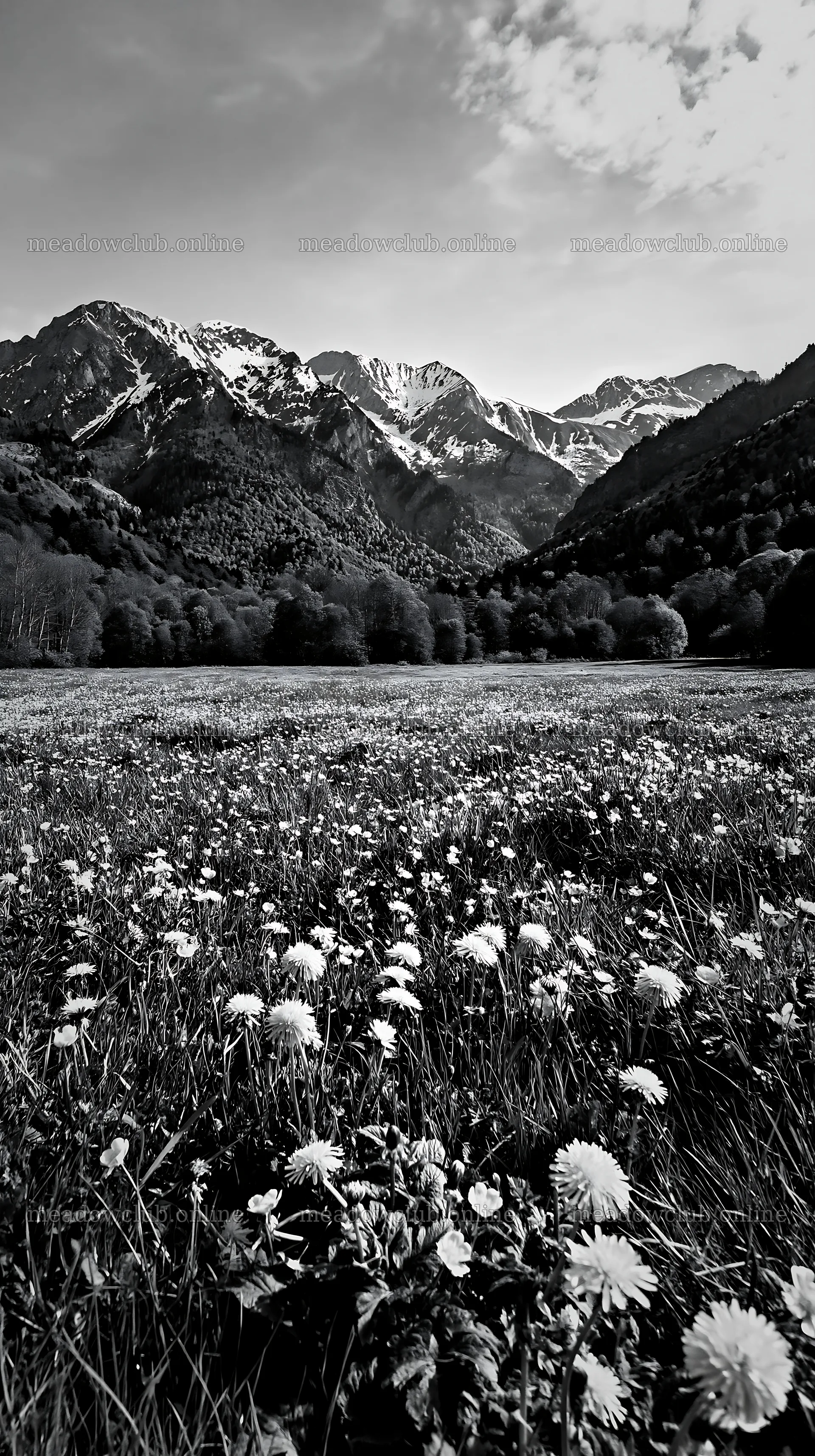 Meadow with flowers and Pyrenees mountains in France – meadow photos 5938x10608