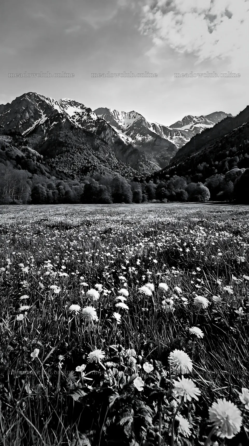 Meadow with flowers and Pyrenees mountains in France – meadow photos 5938x10608