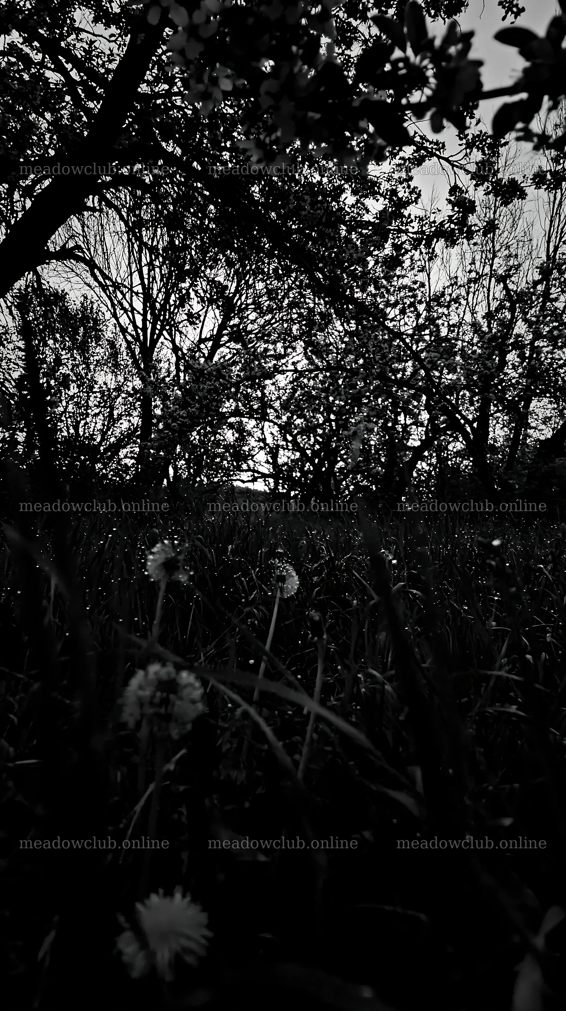 Spring orchard meadow with blooming trees at sunset – meadow photos 5938x10608