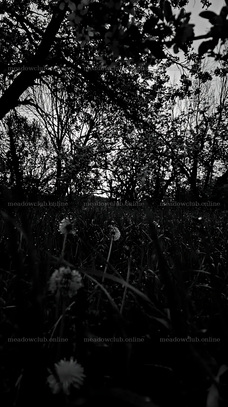 Spring orchard meadow with blooming trees at sunset – meadow photos 5938x10608