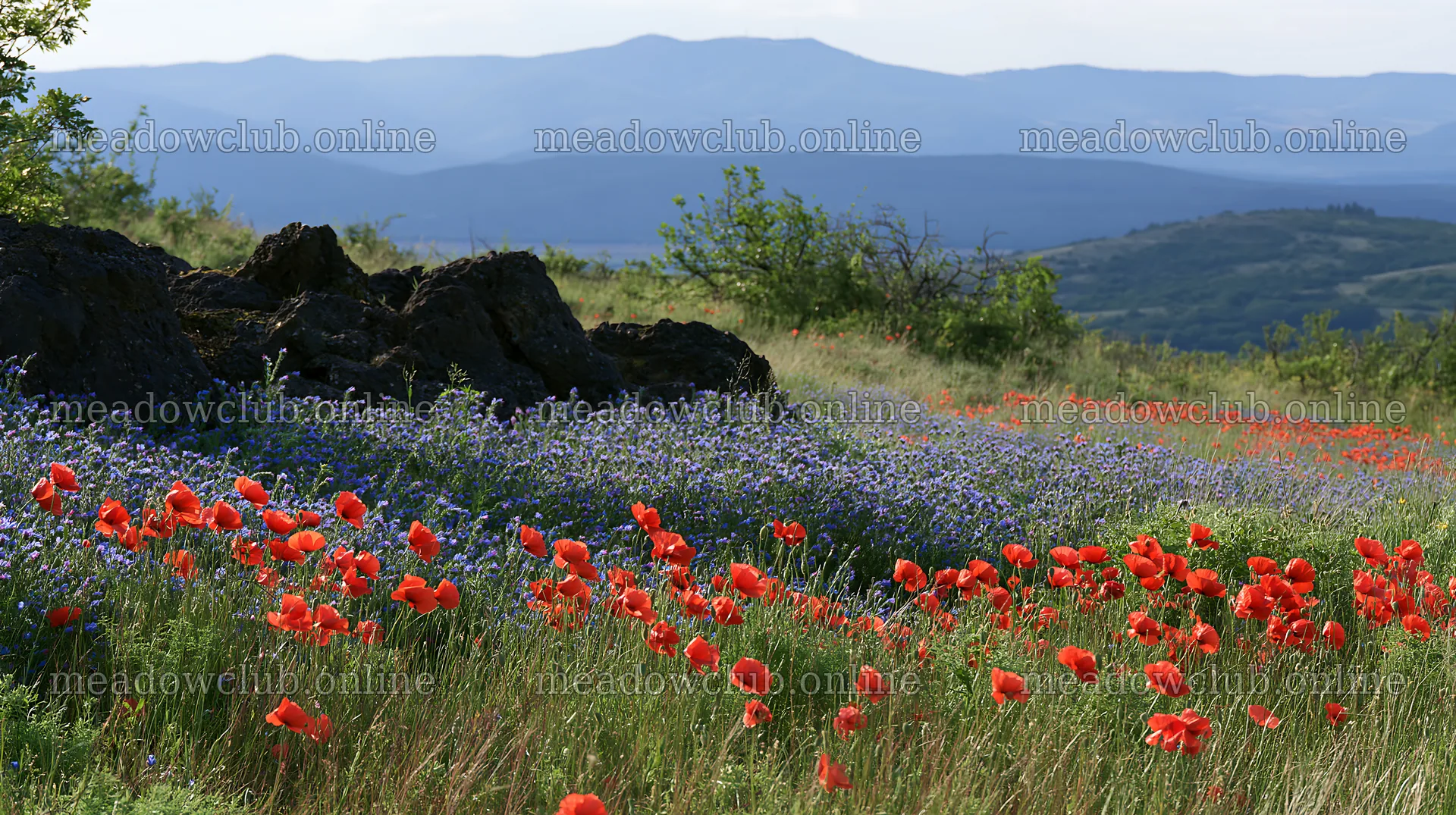 Poppy and viper's-bugloss meadow on a sunny day – meadow photos 10608x5938