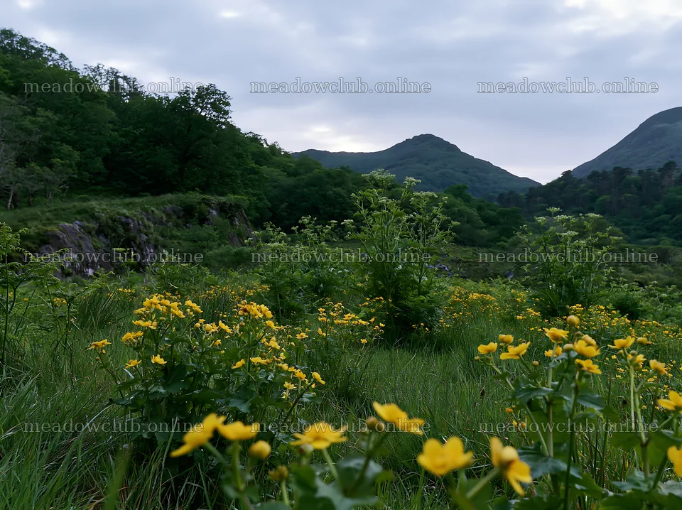 Star-filled meadow with wildflowers under evening sky – meadow photos 9174x6866