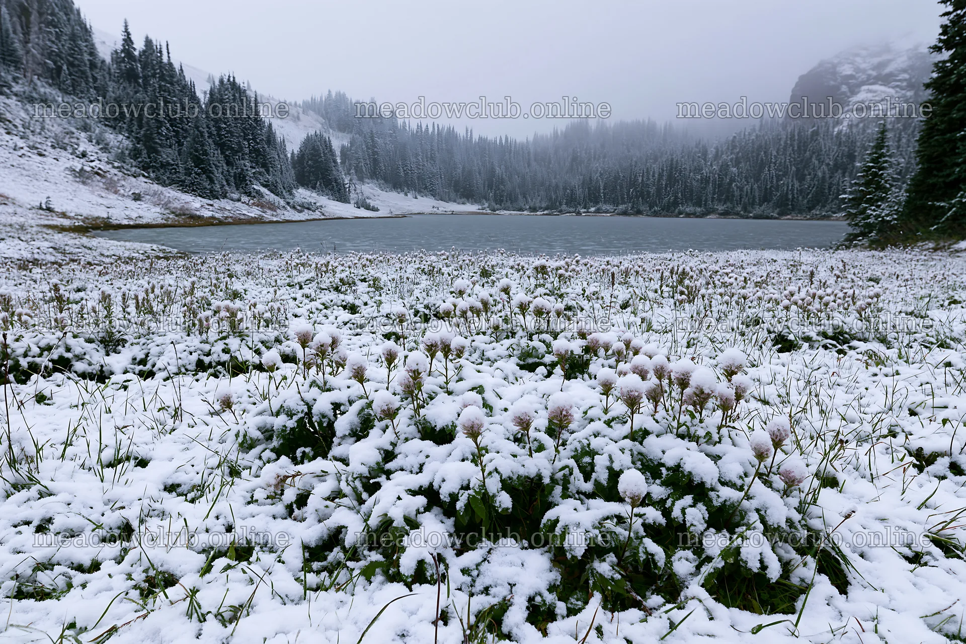 Frozen tarn meadow in winter with snow-covered flowers – meadow photos 9722x6480