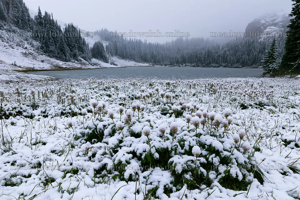 Frozen tarn meadow in winter with snow-covered flowers – meadow photos 9722x6480