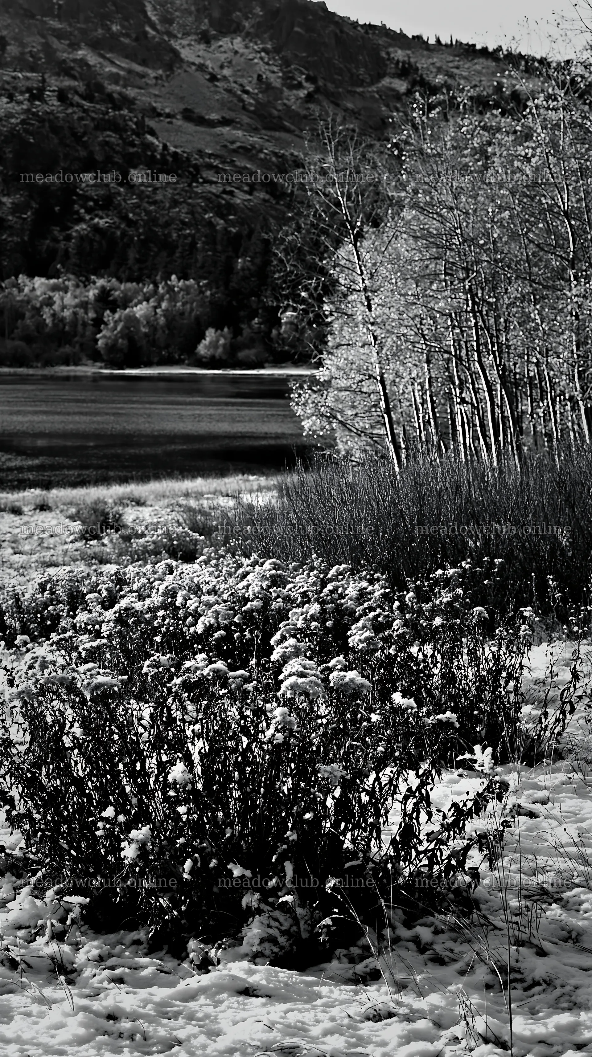 Lakeside meadow after first snowfall in a black and white view – meadow photos 5938x10608