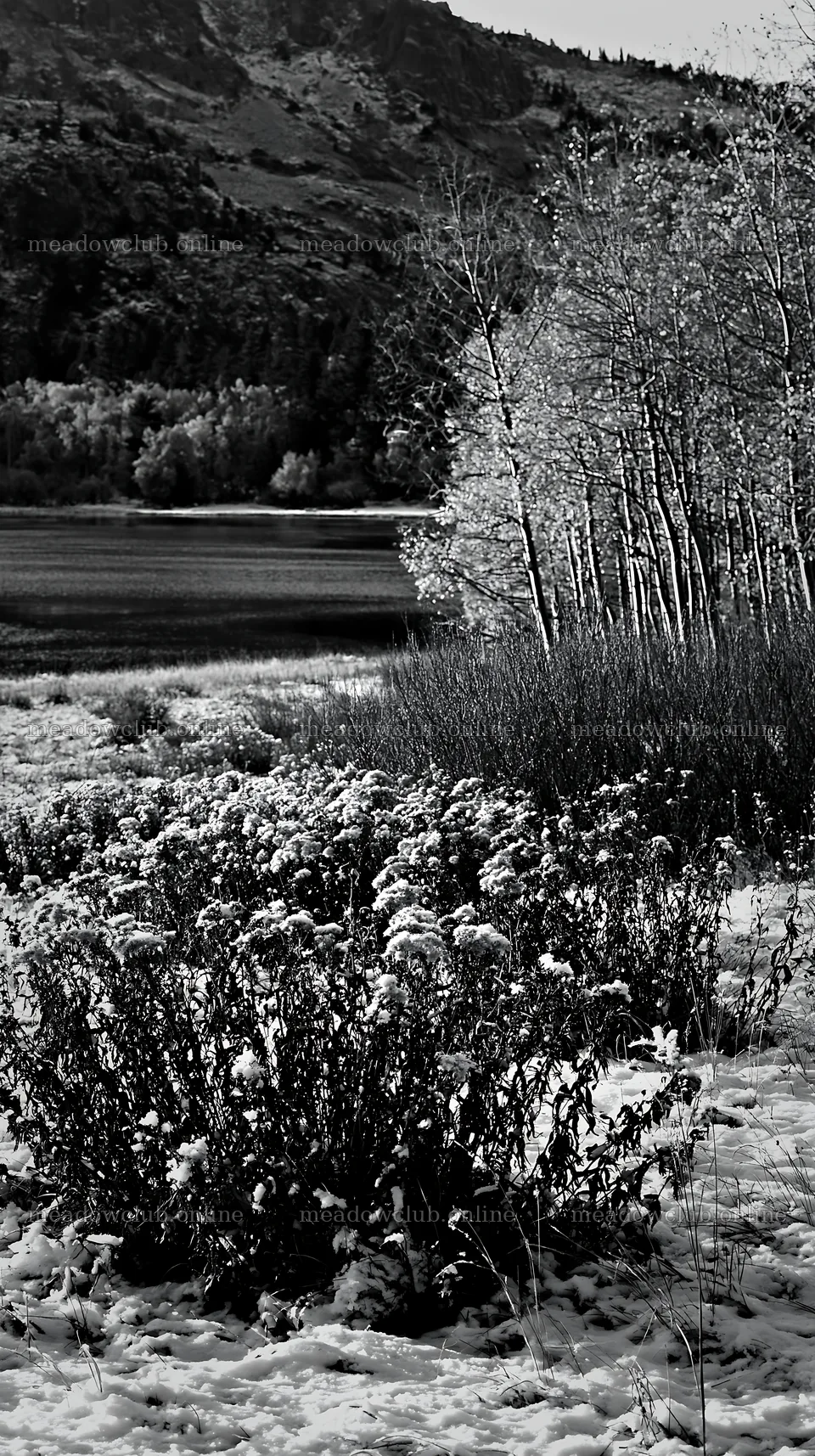 Lakeside meadow after first snowfall in a black and white view – meadow photos 5938x10608