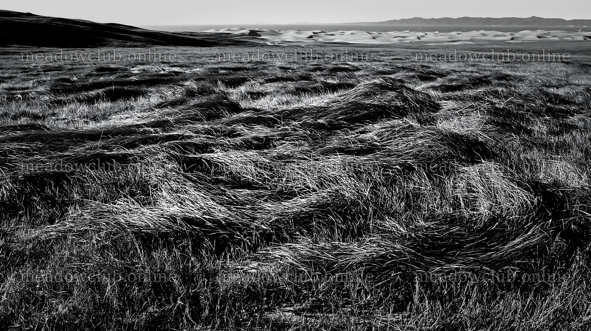 Tottori windy meadow with dune grasses – meadow photos 10608x5938
