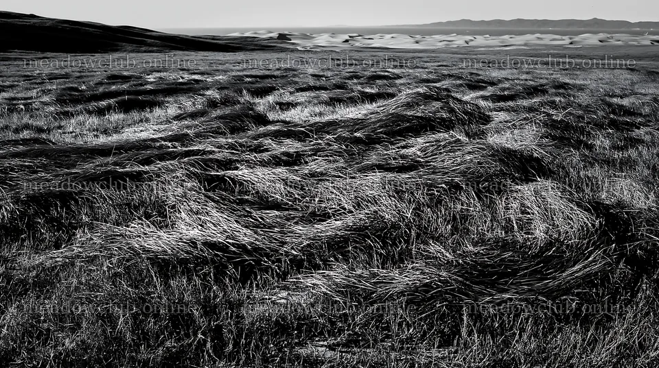 Tottori windy meadow with dune grasses – meadow photos 10608x5938