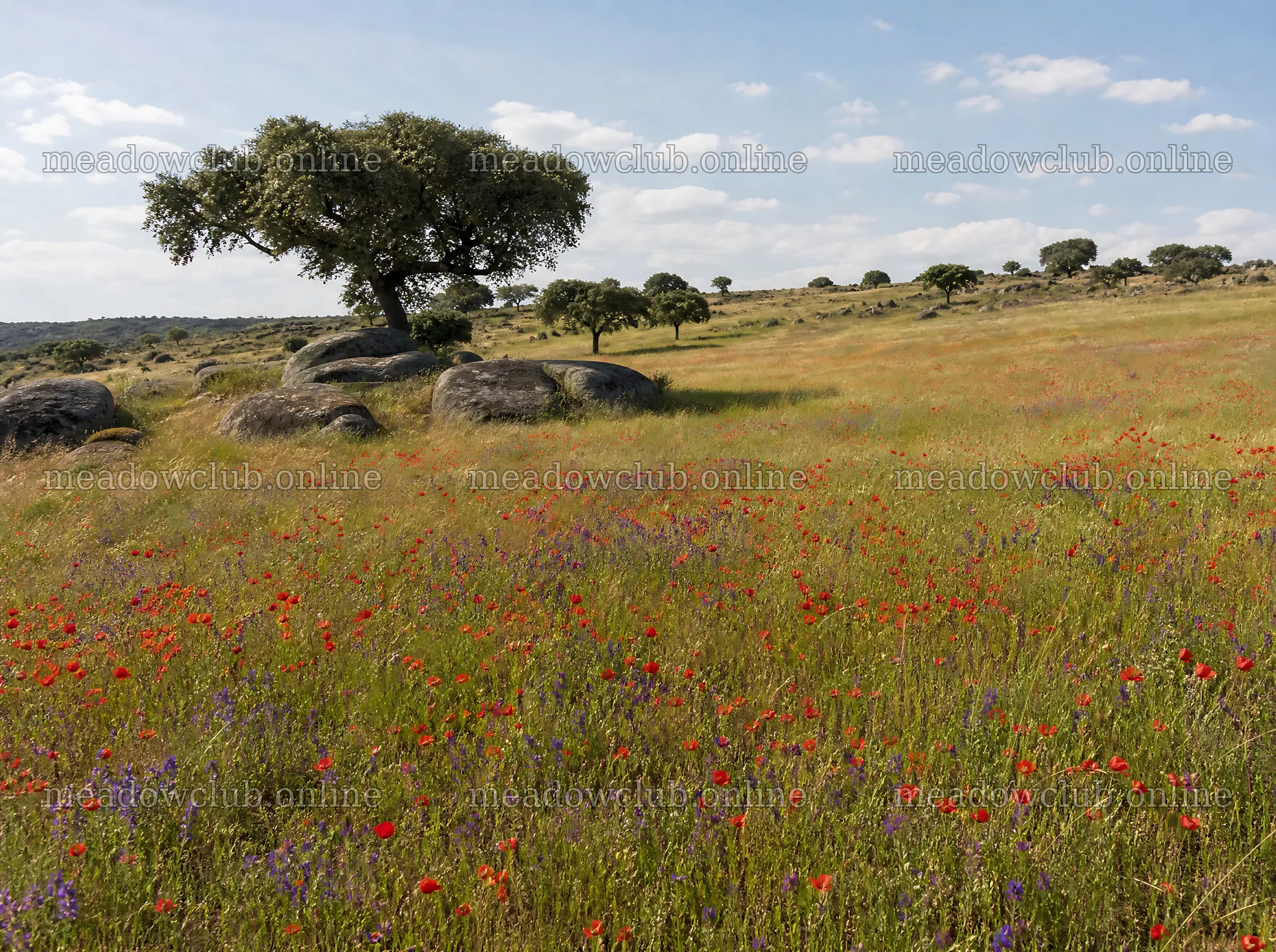 Rewilding meadow with wildflowers and trees in open landscape – meadow photos 9186x6858