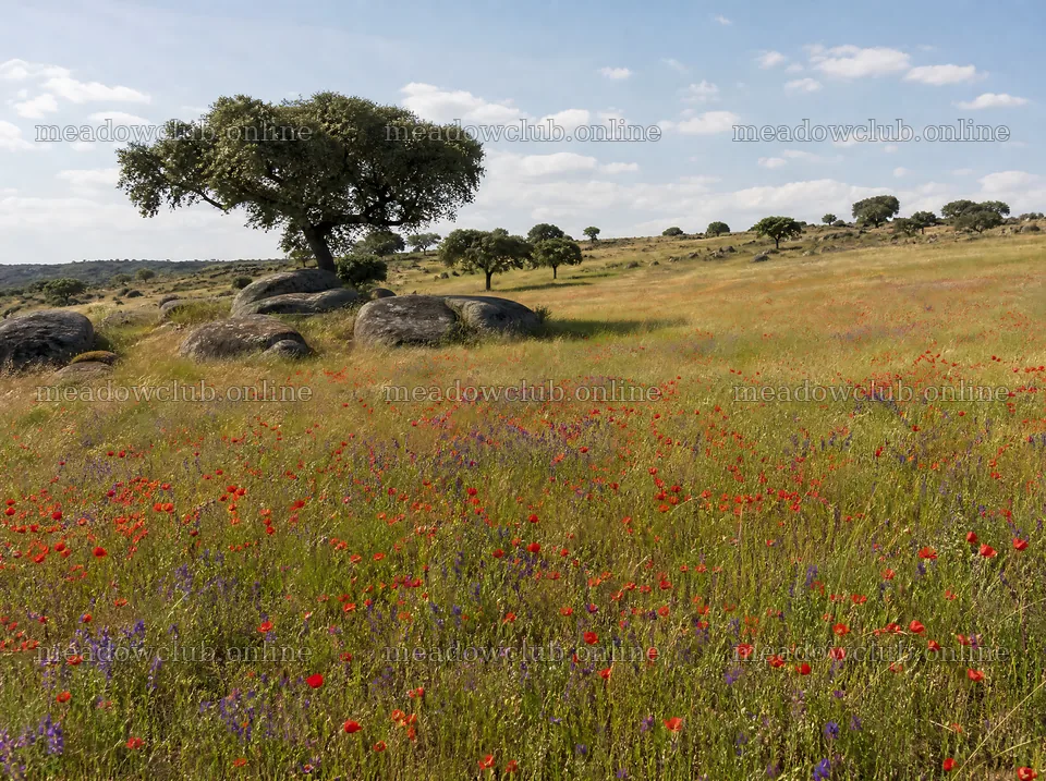Rewilding meadow with wildflowers and trees in open landscape – meadow photos 9186x6858