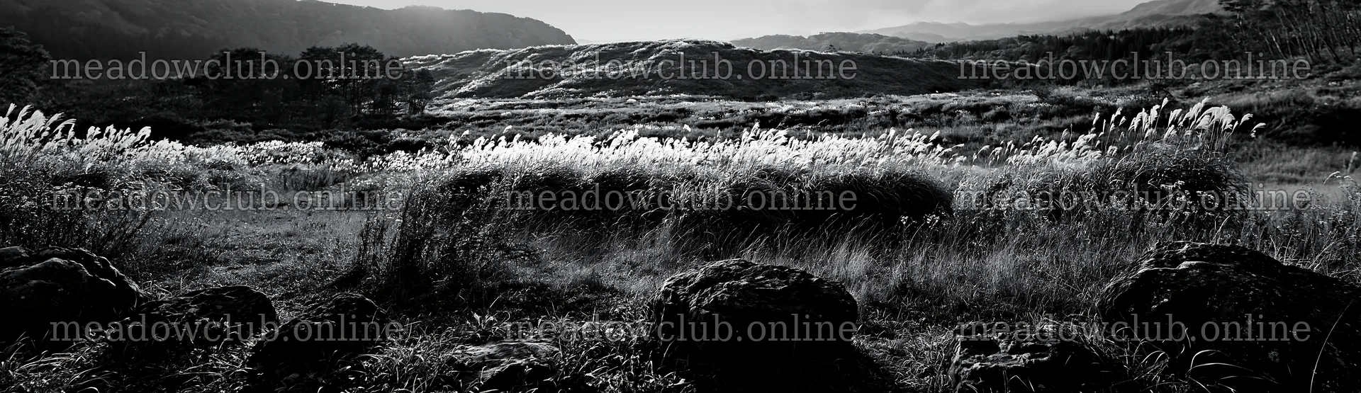 Rewilded Akita silver grass meadow with stones – meadow photos 14762x4268