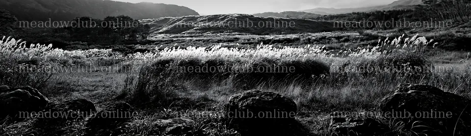 Rewilded Akita silver grass meadow with stones – meadow photos 14762x4268