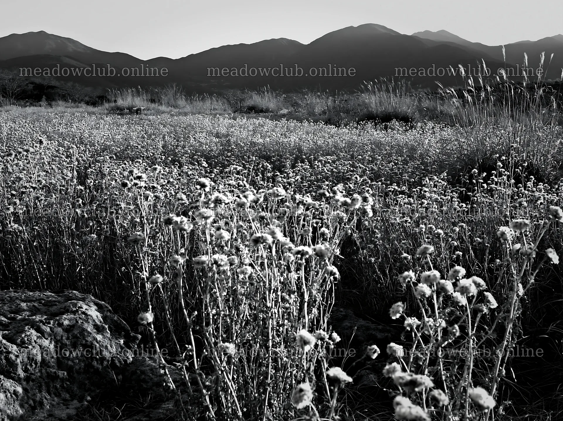 Ehime twilight meadow with dry seedheads – meadow photos 9174x6866