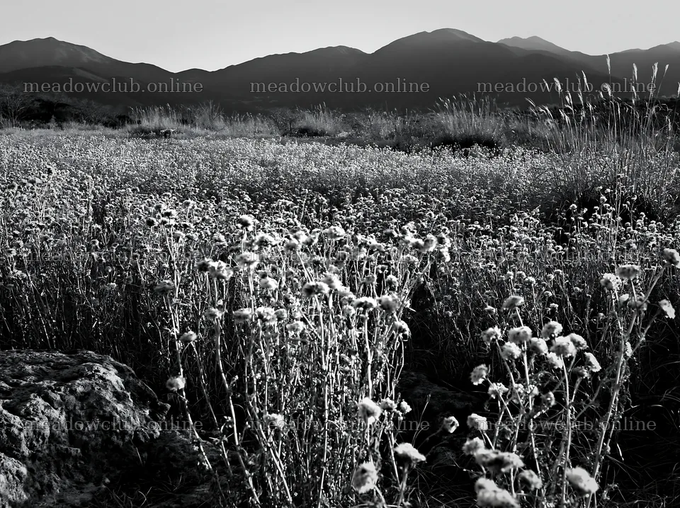 Ehime twilight meadow with dry seedheads – meadow photos 9174x6866
