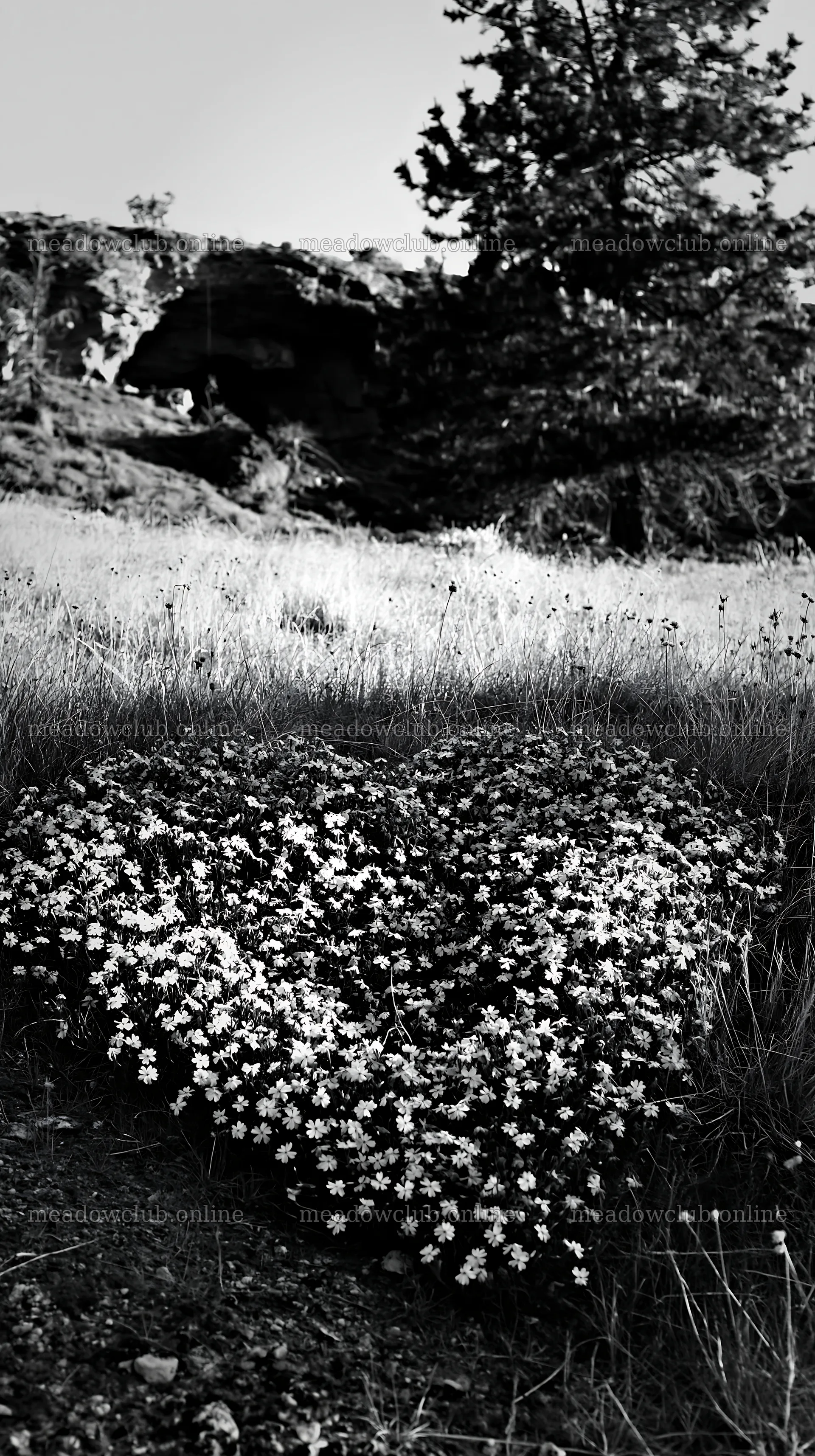 Christmas tree near cave in meadow with flowers – meadow photos 5938x10608