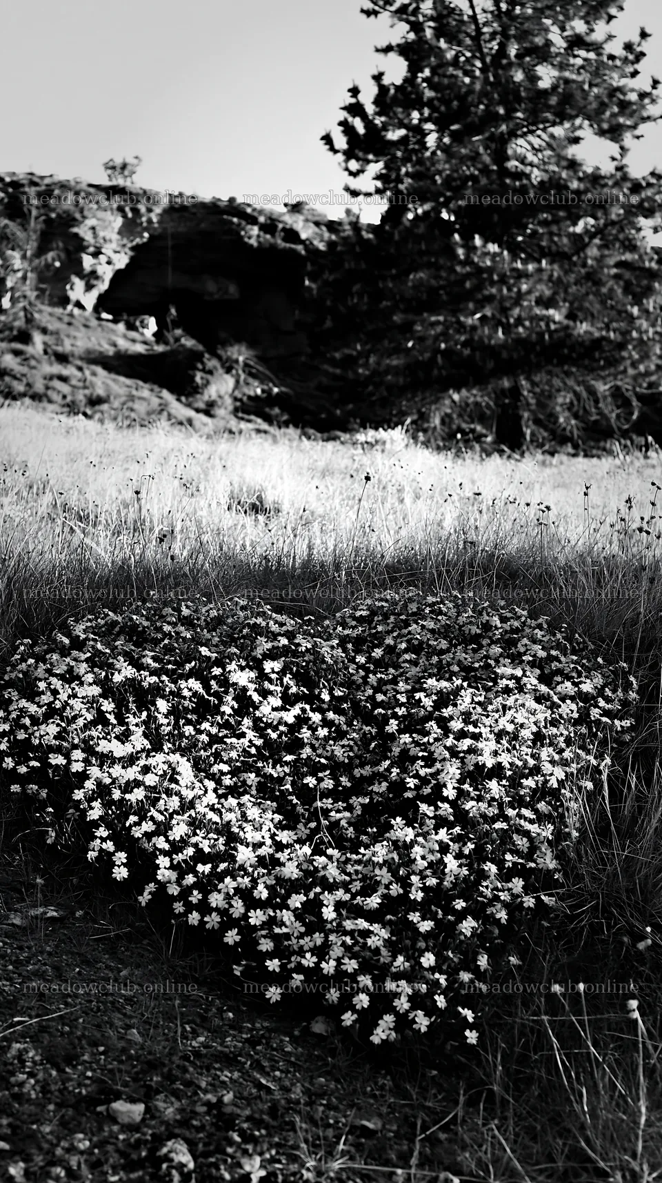 Christmas tree near cave in meadow with flowers – meadow photos 5938x10608