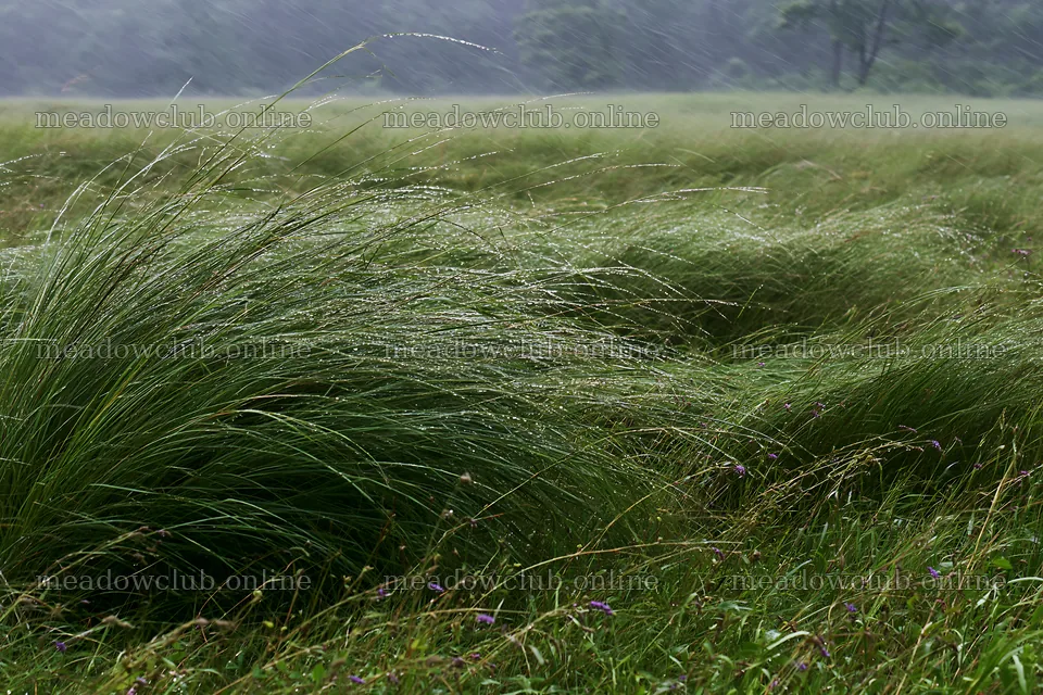 Kochi monsoon meadow rain beaded grasses – meadow photos 9722x6480