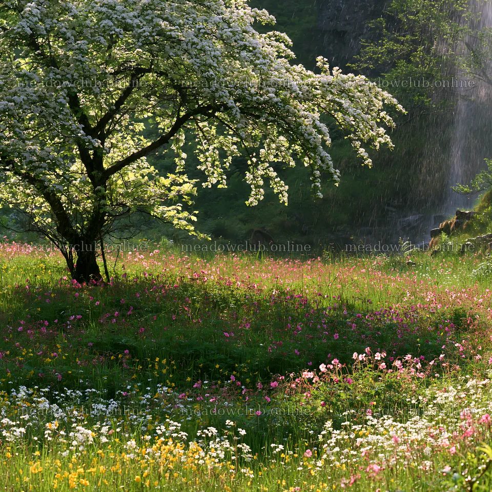 Early leaf meadow with blooming Easter tree in springtime – meadow photos 7938x7938
