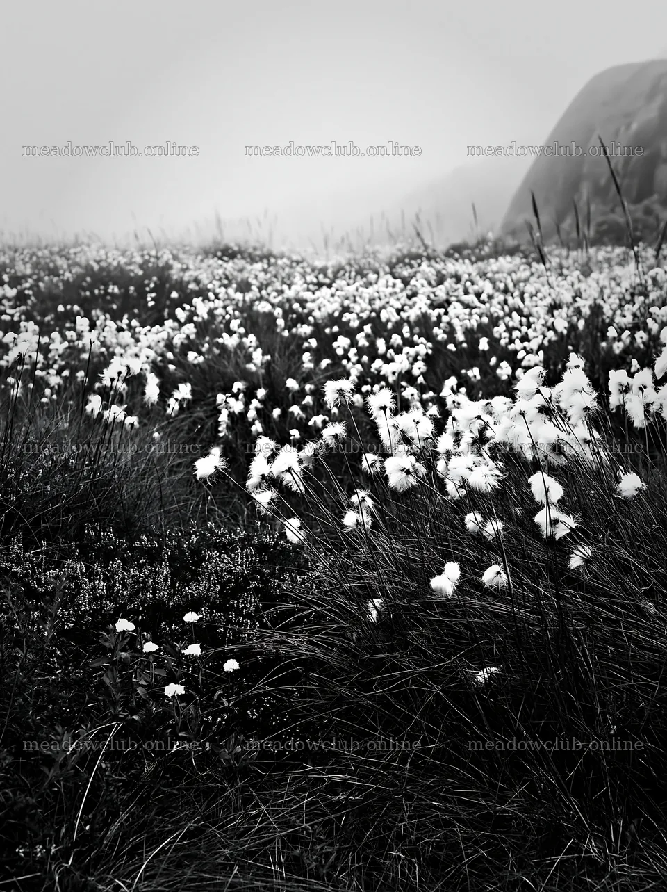 Cottongrass meadow glow in black and white landscape – meadow photos 6866x9174