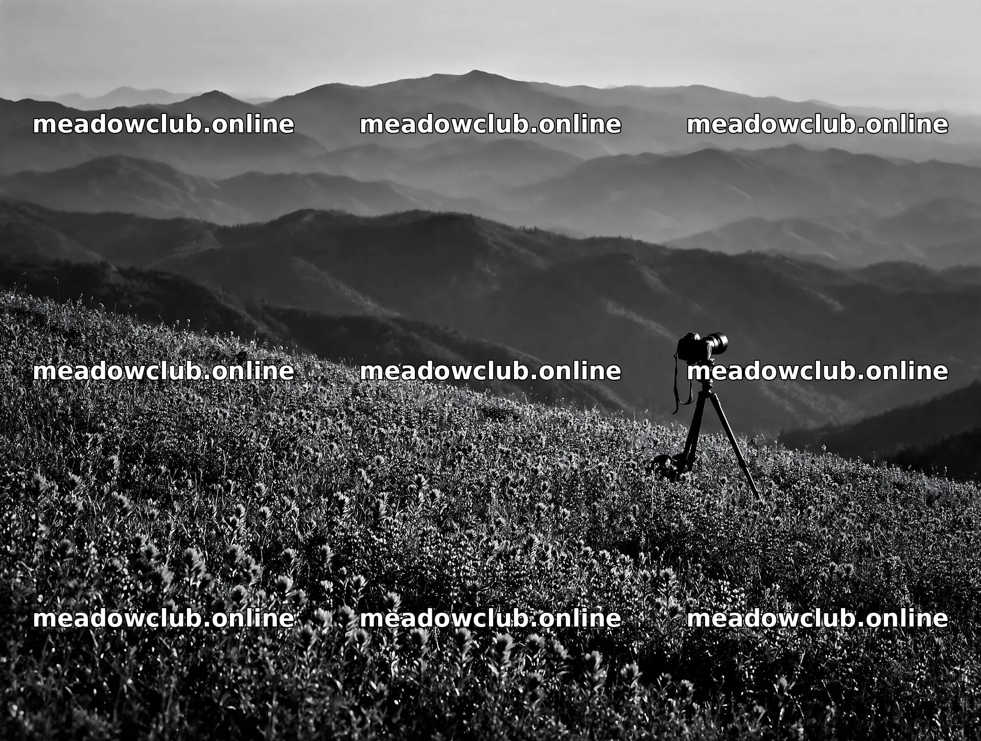 Paintbrush lupine meadow with camera on tripod – meadow photos 9134x6898