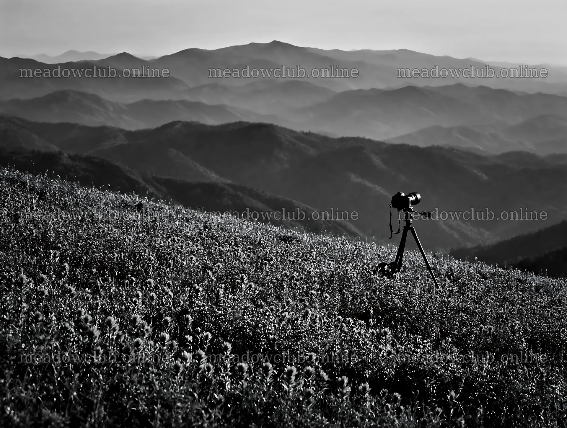 Paintbrush lupine meadow with camera on tripod – meadow photos 9134x6898