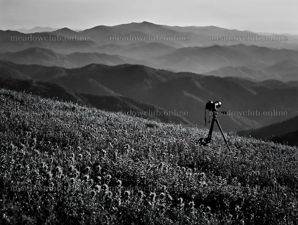 Paintbrush lupine meadow with camera on tripod – meadow photos 9134x6898
