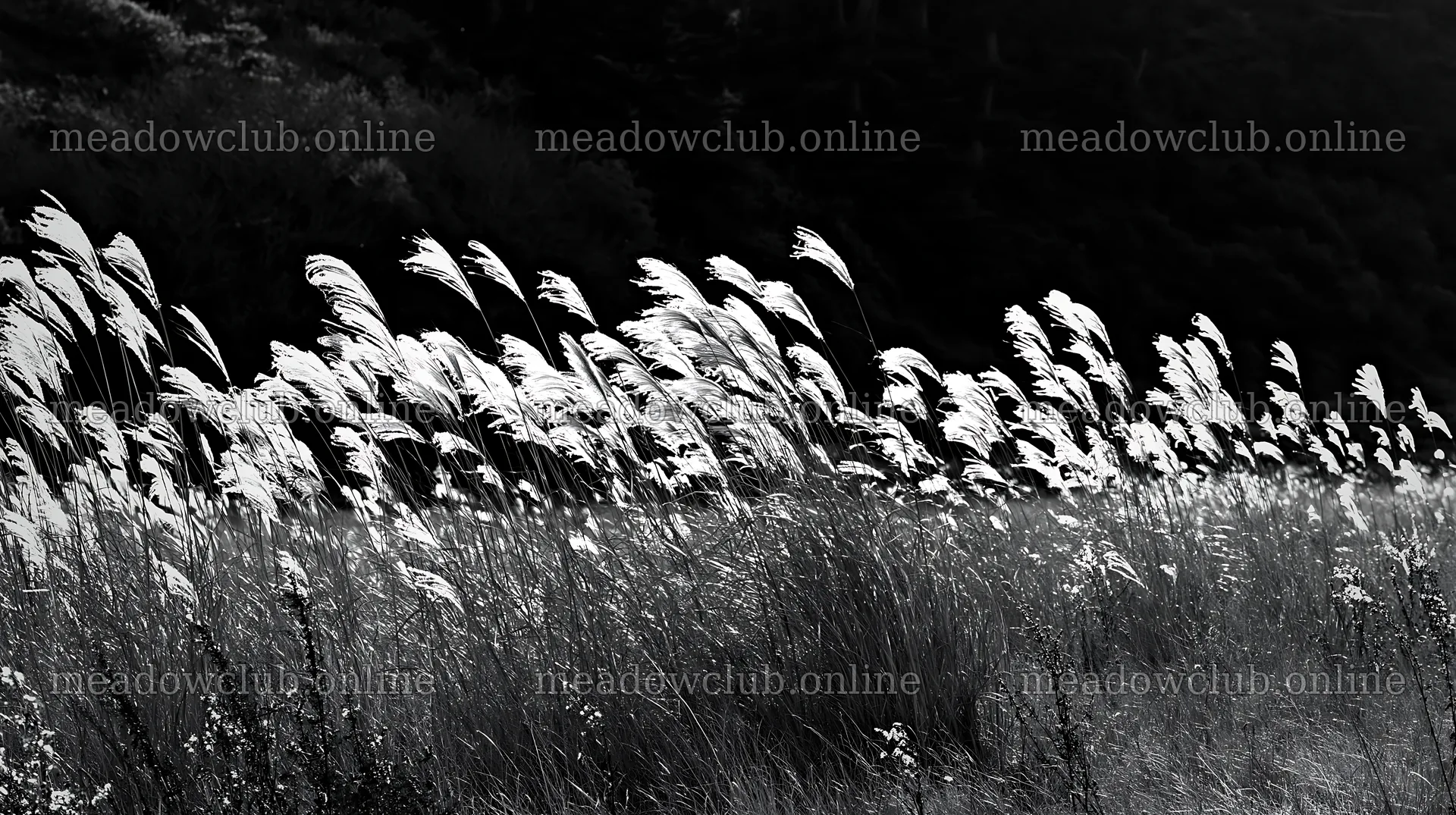 Meadow grass seedheads swaying in the evening light – meadow photos 10608x5938