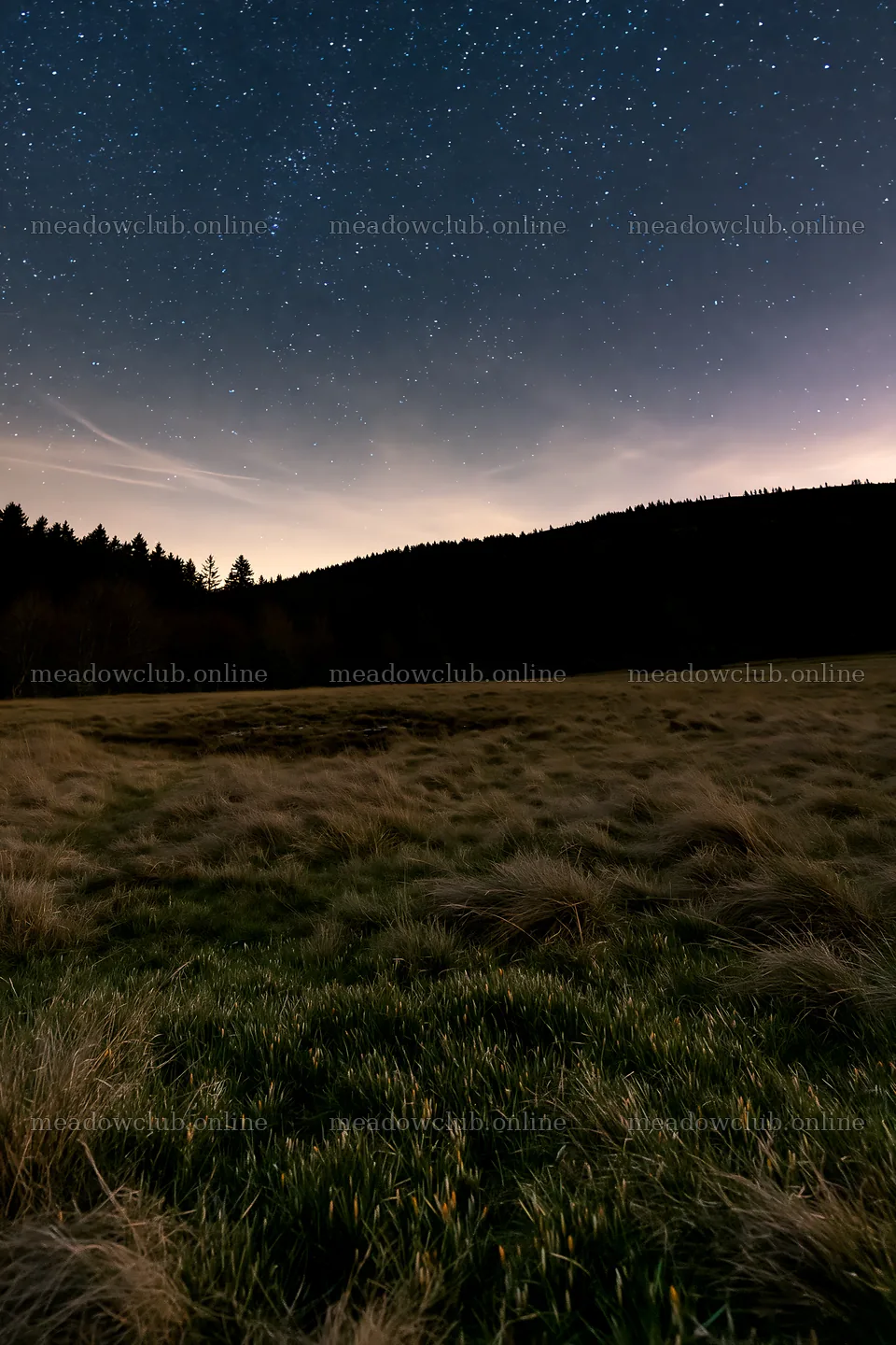 Dark sky over meadow with stars and distant trees – meadow photos 6480x9722