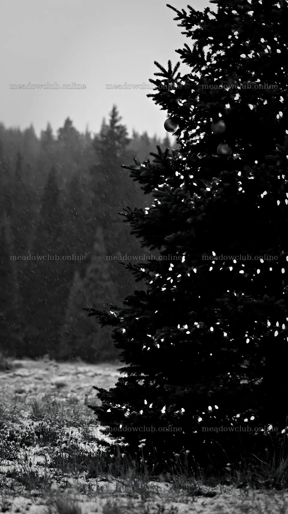 Snow-covered Christmas tree in mountain meadow after snowfall – meadow photos 5938x10608