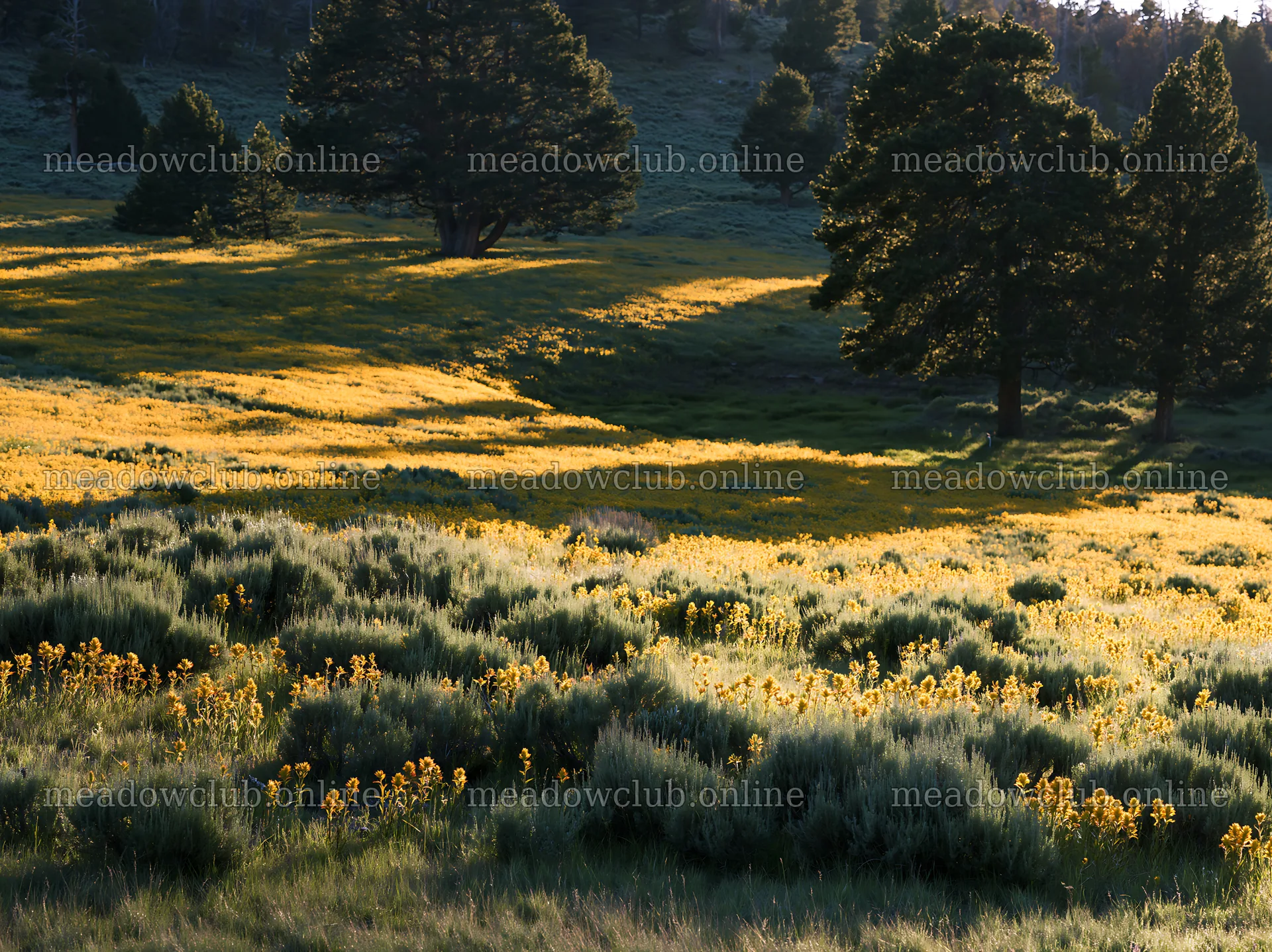 Sagebrush meadow with yellow flowers in natural light – meadow photos 9174x6866