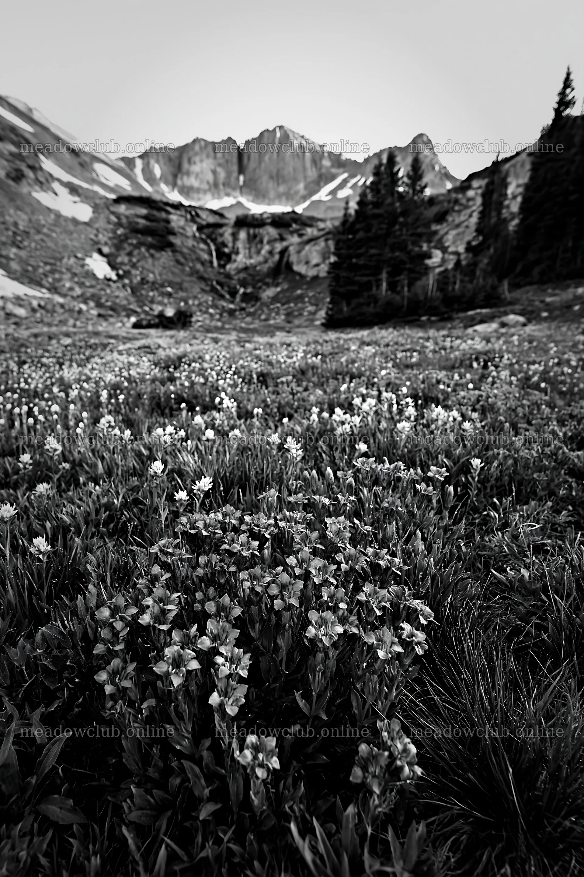 Flower meadow with distant cascade and mountain backdrop – meadow photos 6480x9722